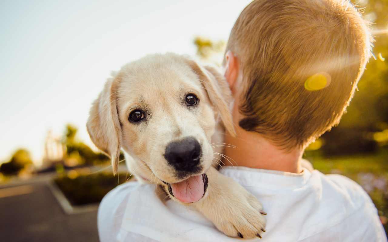 Giornata mondiale del cane